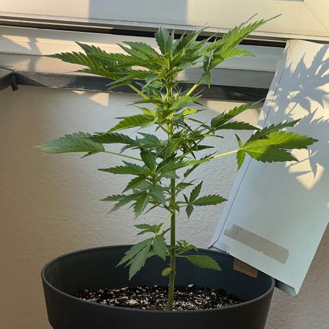 Joanna 3rd growlog timeline photo