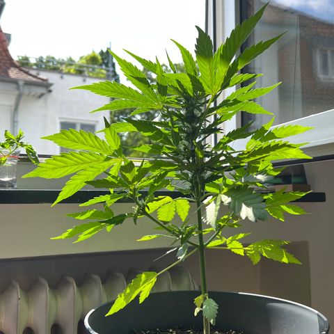 Joanna 3rd growlog photo: Nach lollipopping light