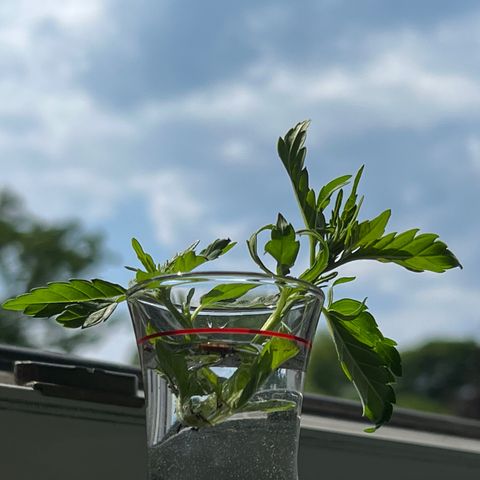Joanna 3rd growlog photo: Nach lollipopping light