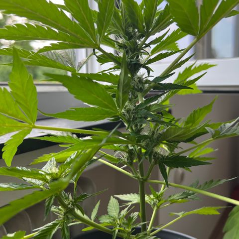 Joanna 3rd growlog photo: Nach lollipopping light