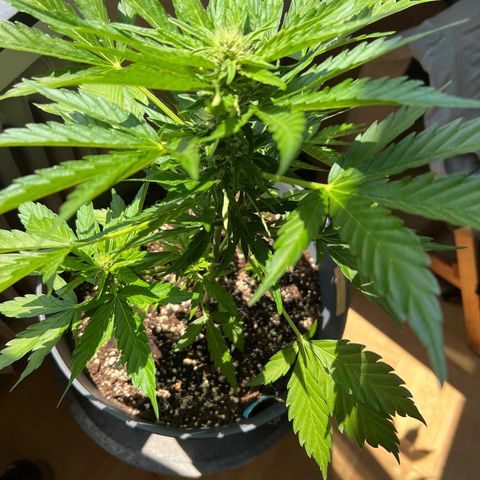 Joanna 3rd growlog photo: Nach lollipopping light