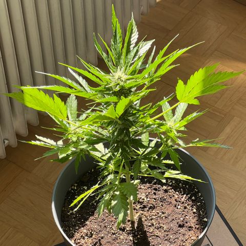 Joanna 3rd growlog photo: Gießen 15:00, max 