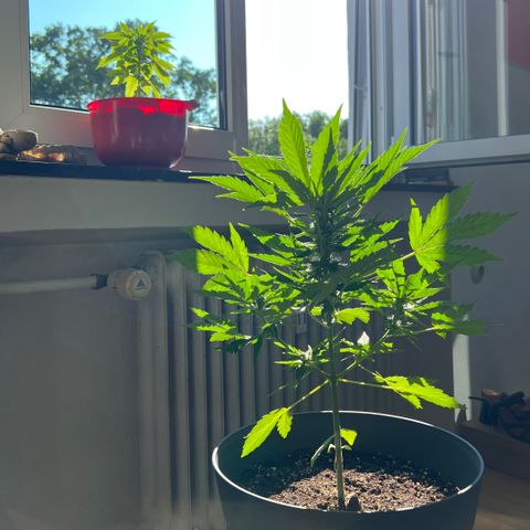 Joanna 3rd growlog photo: Gießen 15:00, max 