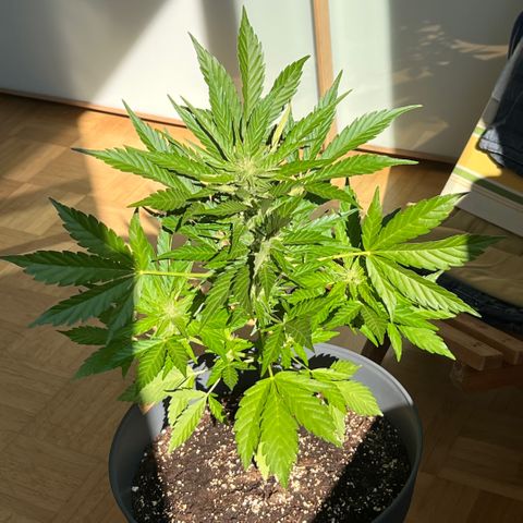 Joanna 3rd growlog photo: Gießen 15:00, max 
