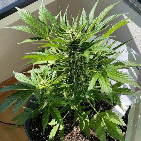 Joanna 3rd growlog timeline photo
