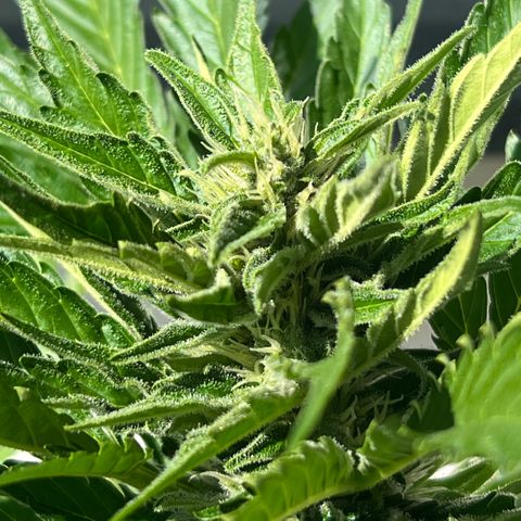 Joanna 3rd growlog timeline photo