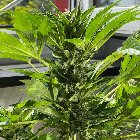 Joanna 3rd growlog timeline photo