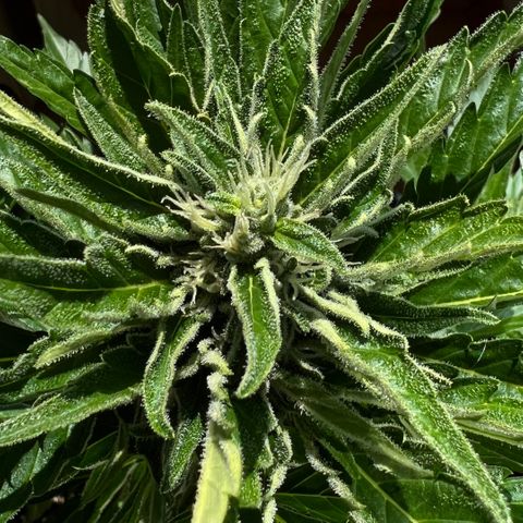 Joanna 3rd growlog timeline photo