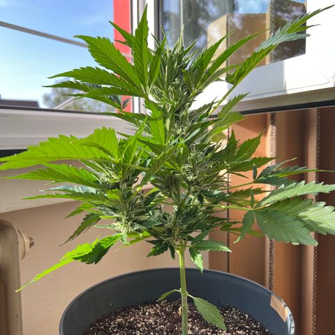 Joanna 3rd growlog timeline photo