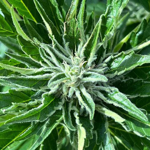 Joanna 3rd growlog timeline photo