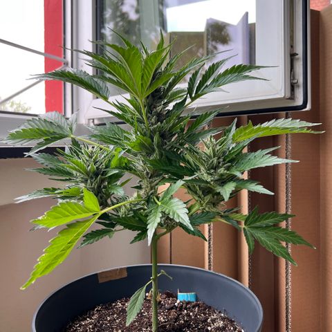 Joanna 3rd growlog timeline photo