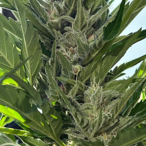 Joanna 3rd growlog timeline photo