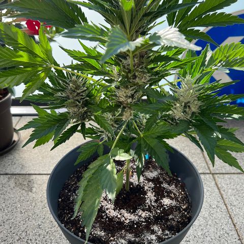 Joanna 3rd growlog timeline photo