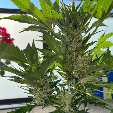 Joanna 3rd growlog timeline photo