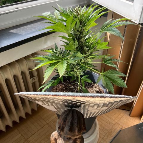 Joanna 3rd growlog timeline photo