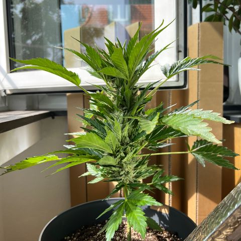 Joanna 3rd growlog timeline photo
