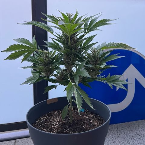 Joanna 3rd growlog timeline photo