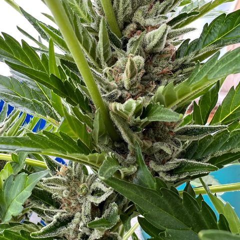 Joanna 3rd growlog timeline photo