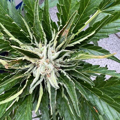 Joanna 3rd growlog timeline photo
