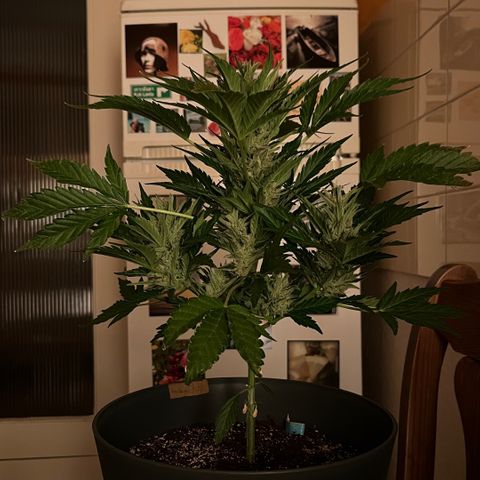 Joanna 3rd growlog timeline photo