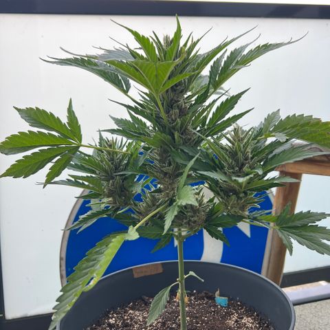 Joanna 3rd growlog timeline photo
