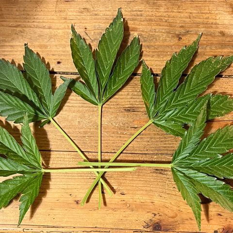Joanna 3rd growlog photo: Cutting due to bud color 😎