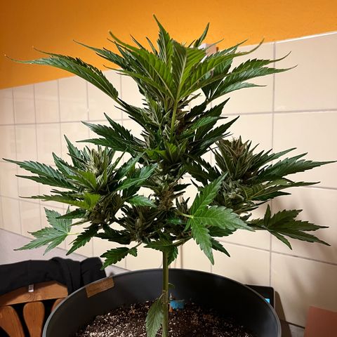Joanna 3rd growlog photo: Cutting due to bud color 😎