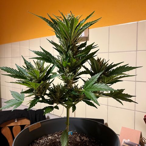 Joanna 3rd growlog photo: Cutting due to bud color 😎