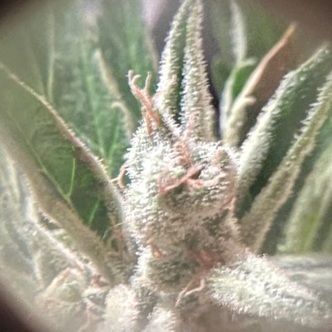 Joanna 3rd growlog timeline photo