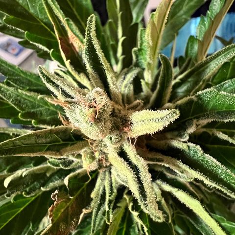 Joanna 3rd growlog photo: Second cutting of leafs 