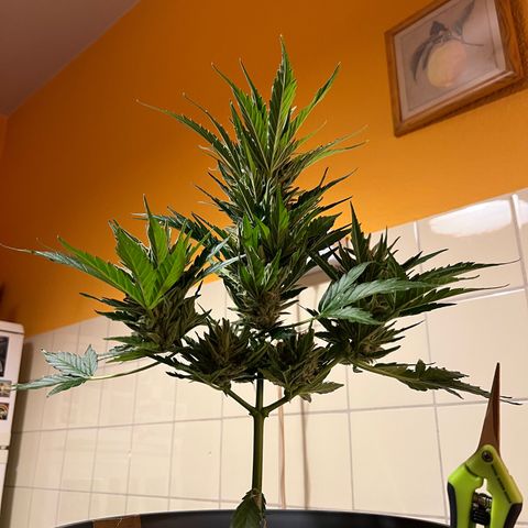 Joanna 3rd growlog photo: Second cutting of leafs 