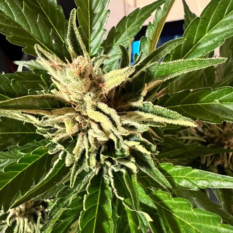 Joanna 3rd growlog photo: Second cutting of leafs 