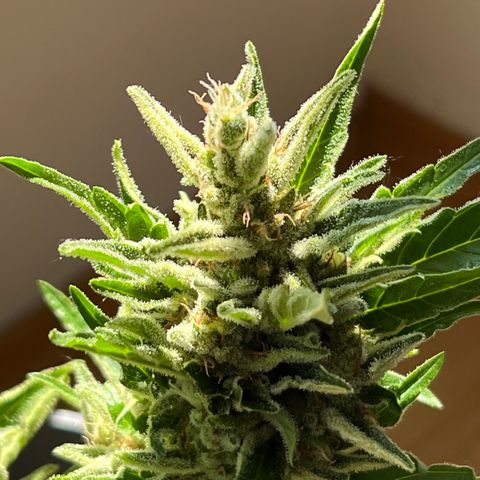 Joanna 3rd growlog photo: Top and side cola