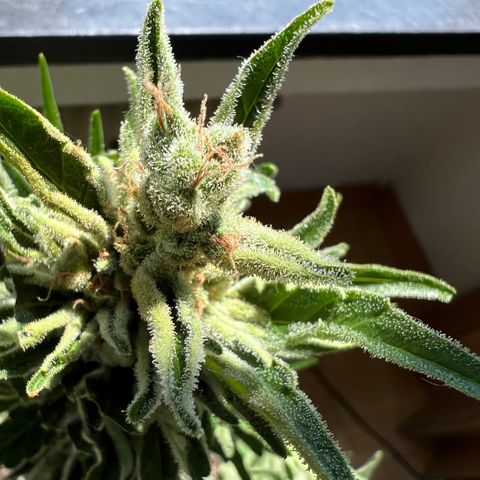 Joanna 3rd growlog photo: Top and side cola
