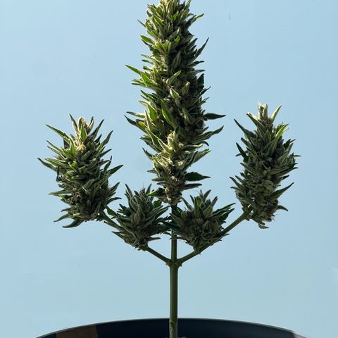 Joanna 3rd growlog photo: 7:30 pm harvest 