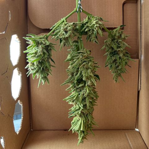 Joanna 3rd growlog photo: 7:30 pm harvest 
