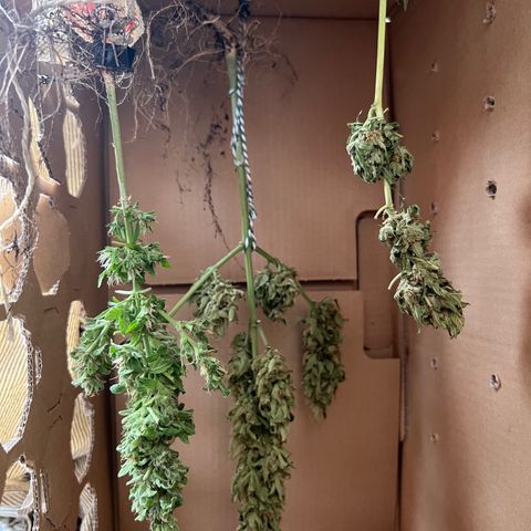 Joanna 3rd growlog photo: Drying day 3