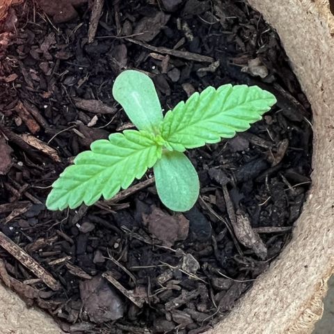 Sandra growlog timeline photo