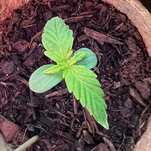 Tanja growlog timeline photo
