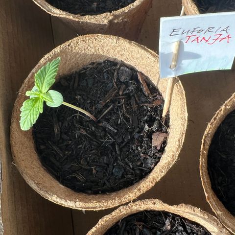 Tanja growlog timeline photo