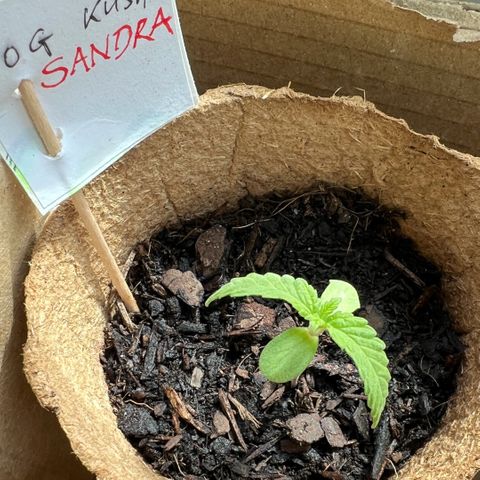 Sandra growlog timeline photo