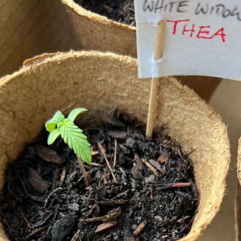 Thea growlog timeline photo