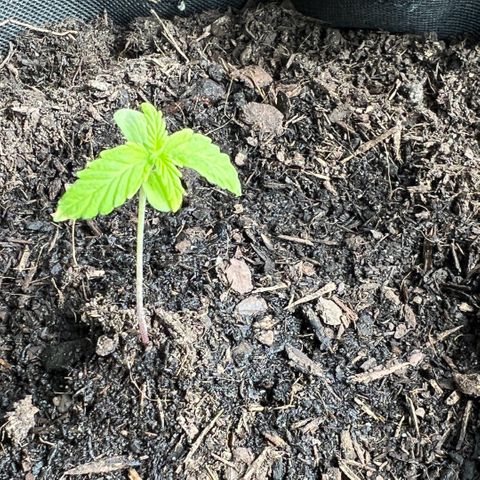 Tanja growlog timeline photo