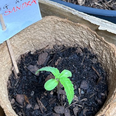 Sandra growlog timeline photo