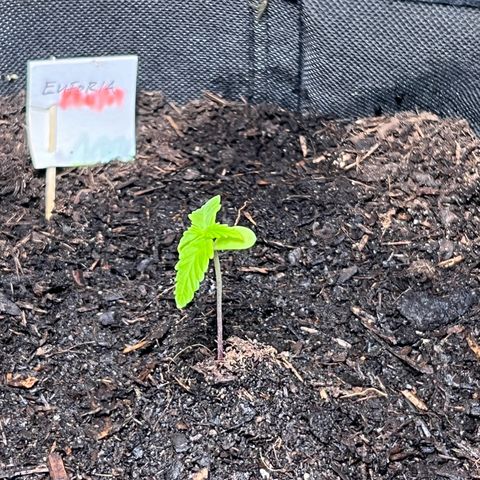 Tanja growlog timeline photo