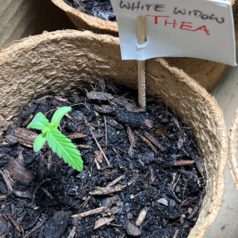 Thea growlog timeline photo