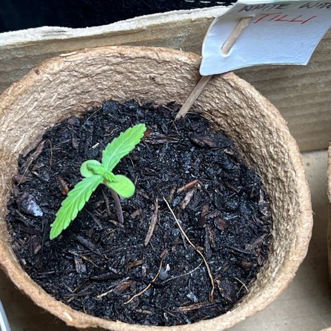 Tilli growlog timeline photo