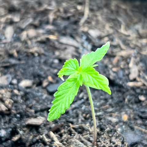 Tanja growlog photo: Growflex X2 + FRGROW - bad weather setup