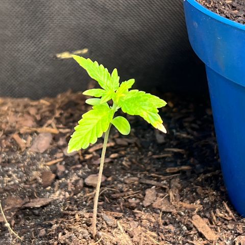 Tanja growlog timeline photo