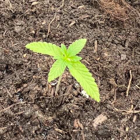 Sandra growlog timeline photo